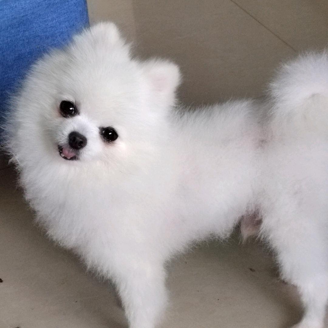 羊阳