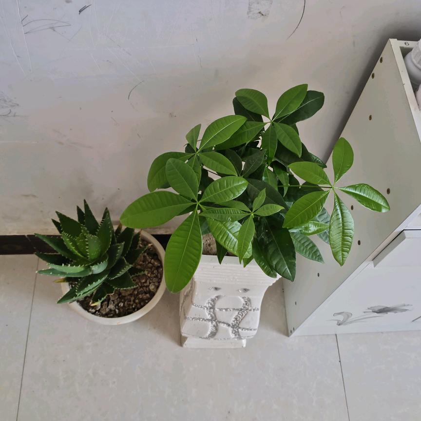 晨峰麻麻