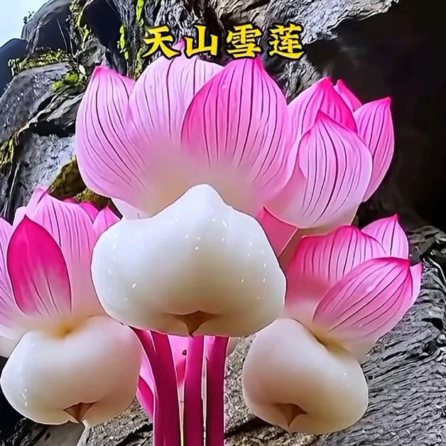 四川火焱