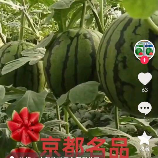 西瓜妹