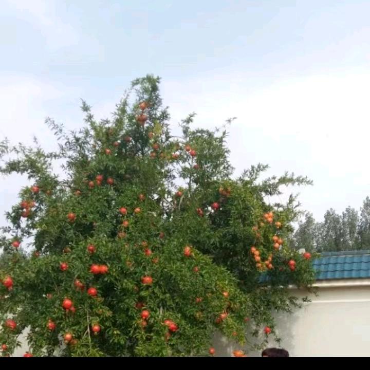 茂源堂