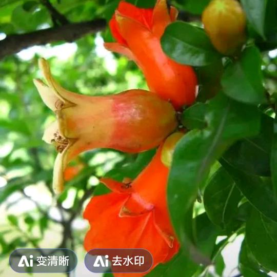 苦尽甘来（木卯）