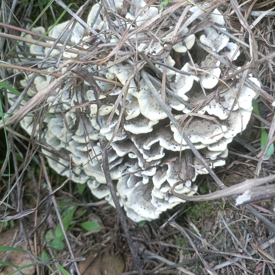 ✿蓝ヽ(°眼°)ノ泪✿