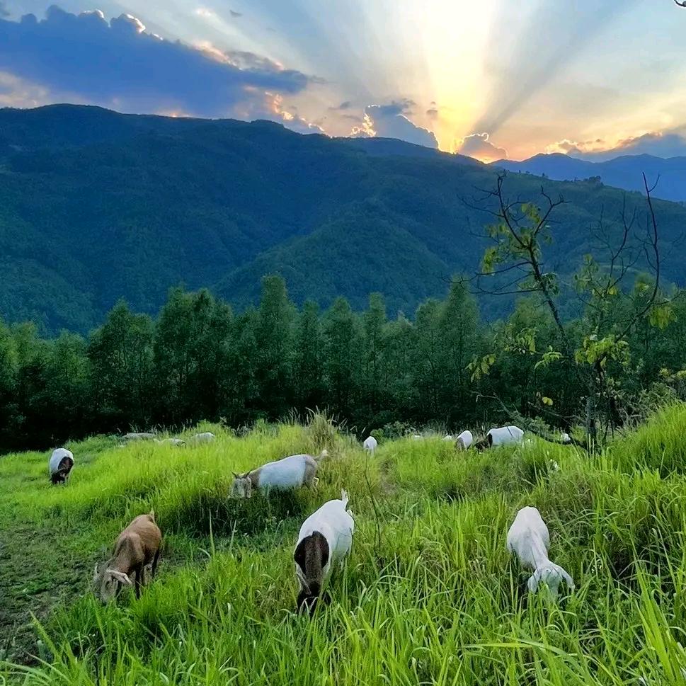 綦江小刘土特产