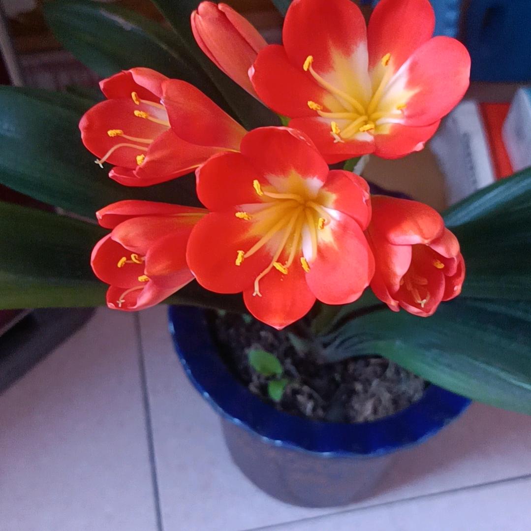 a小辣椒