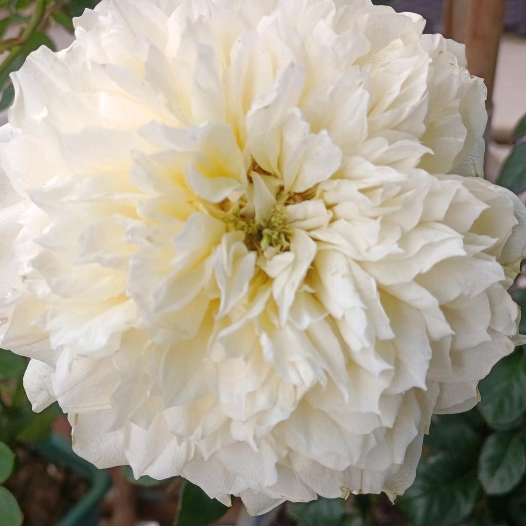 🍁☆～萍宝～☆🍁