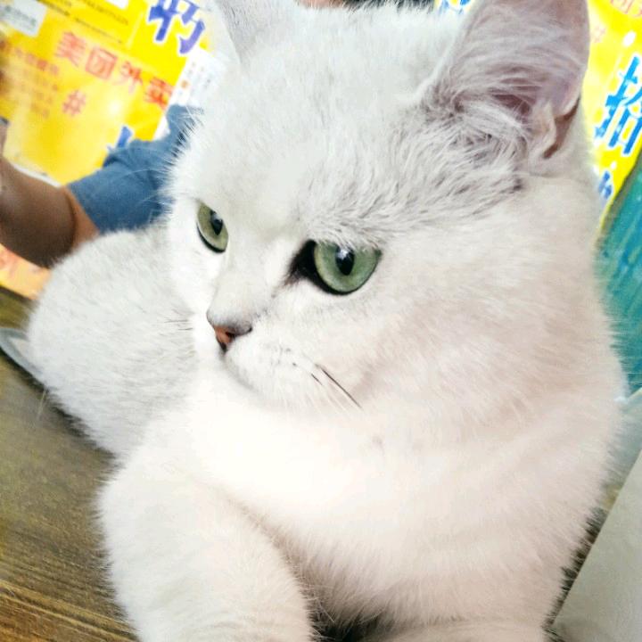 飞飞