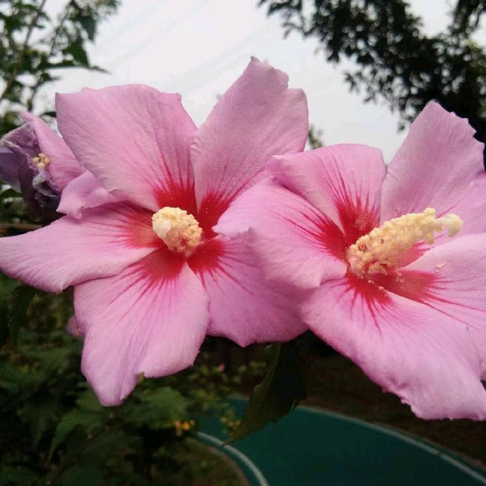 幸福的姐姐