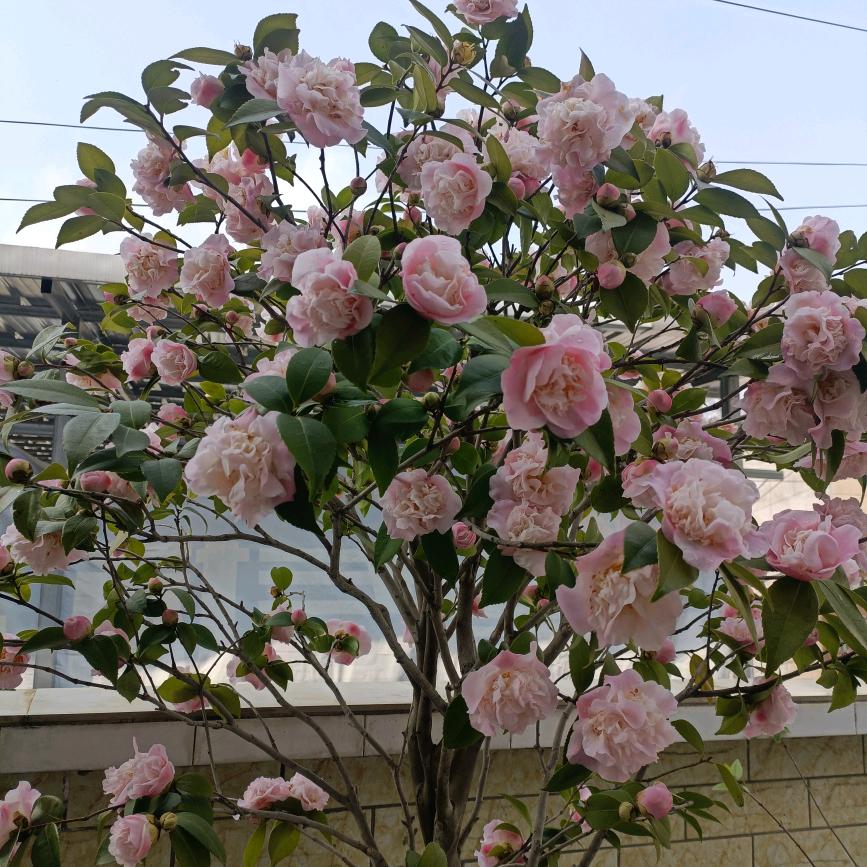 繁花朵朵偏爱人间烟火