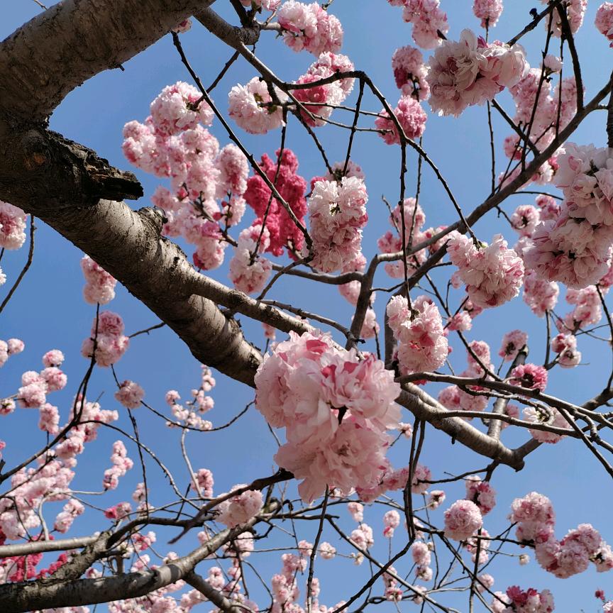 🌈白裙如初🌈