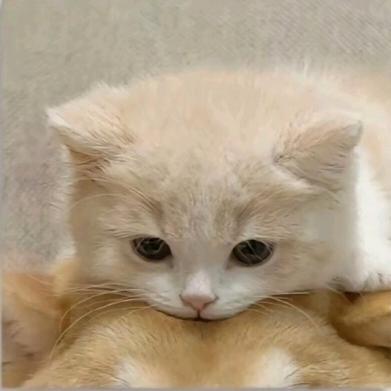 ૮₍˶•.•⑅₎ა
