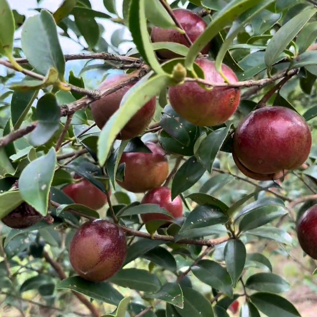 家乡那棵油茶树