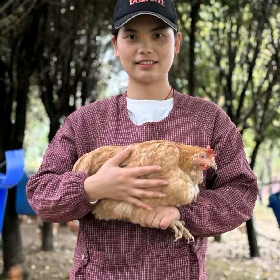 桃源芳芳家柴火土鸡