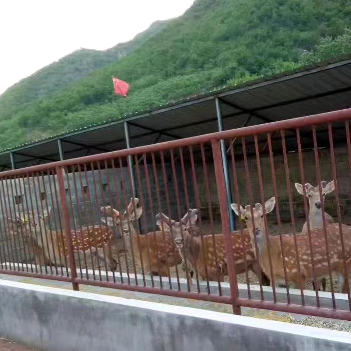 鹿鹿🦌畅通