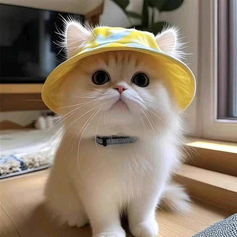 可乐🥤是只喵🐱
