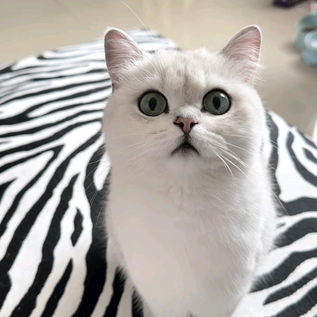 糖糖