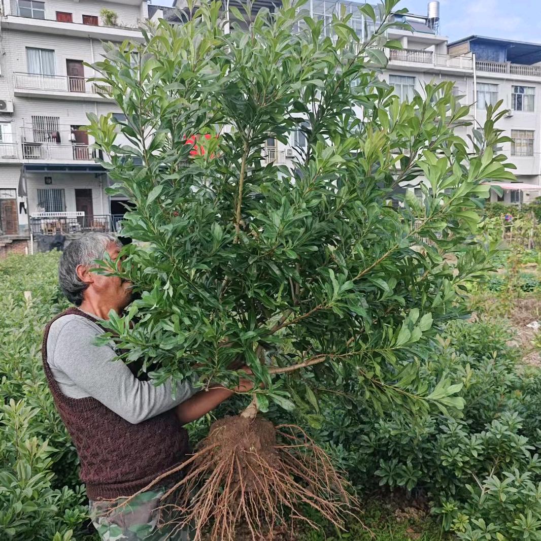 仙居县永恩杨梅苗木基地
