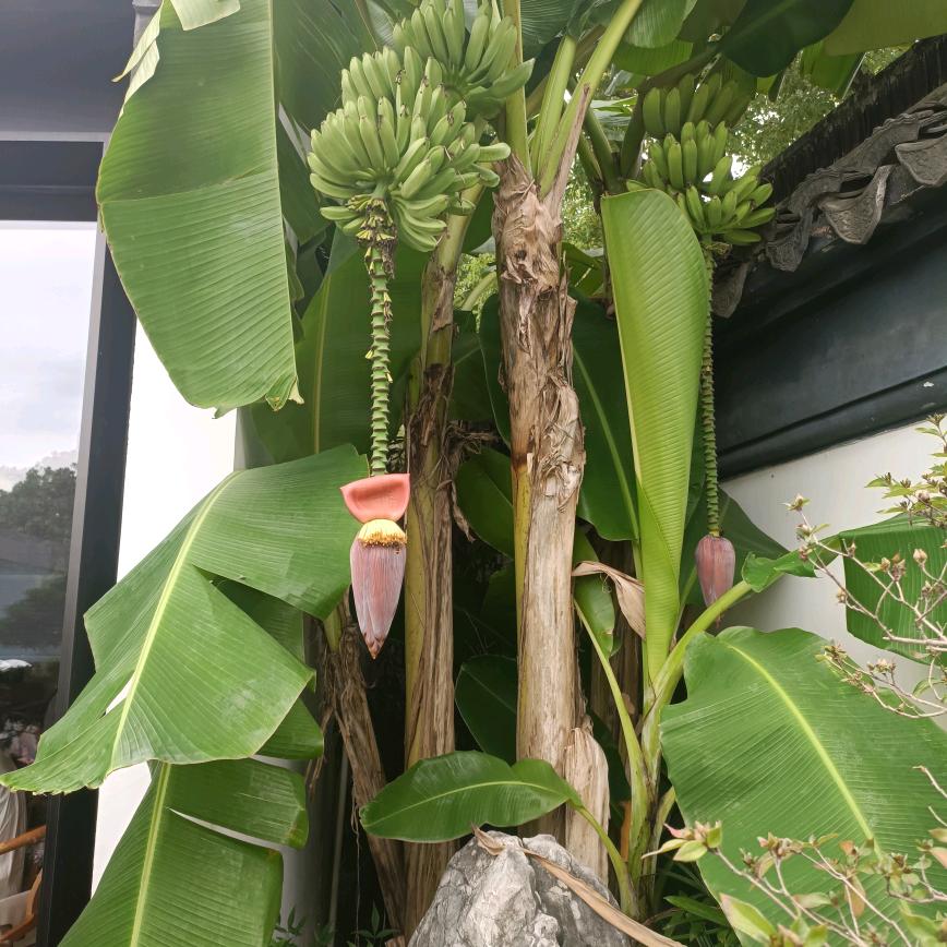 珍息