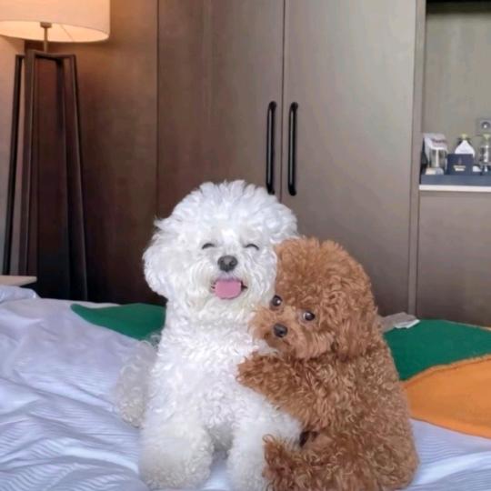 六小鱼鱼鱼鱼鱼鱼