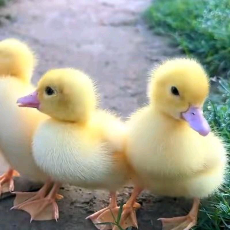 🦆🦆🦆东方鸭霸🦆🦆🦆🦆