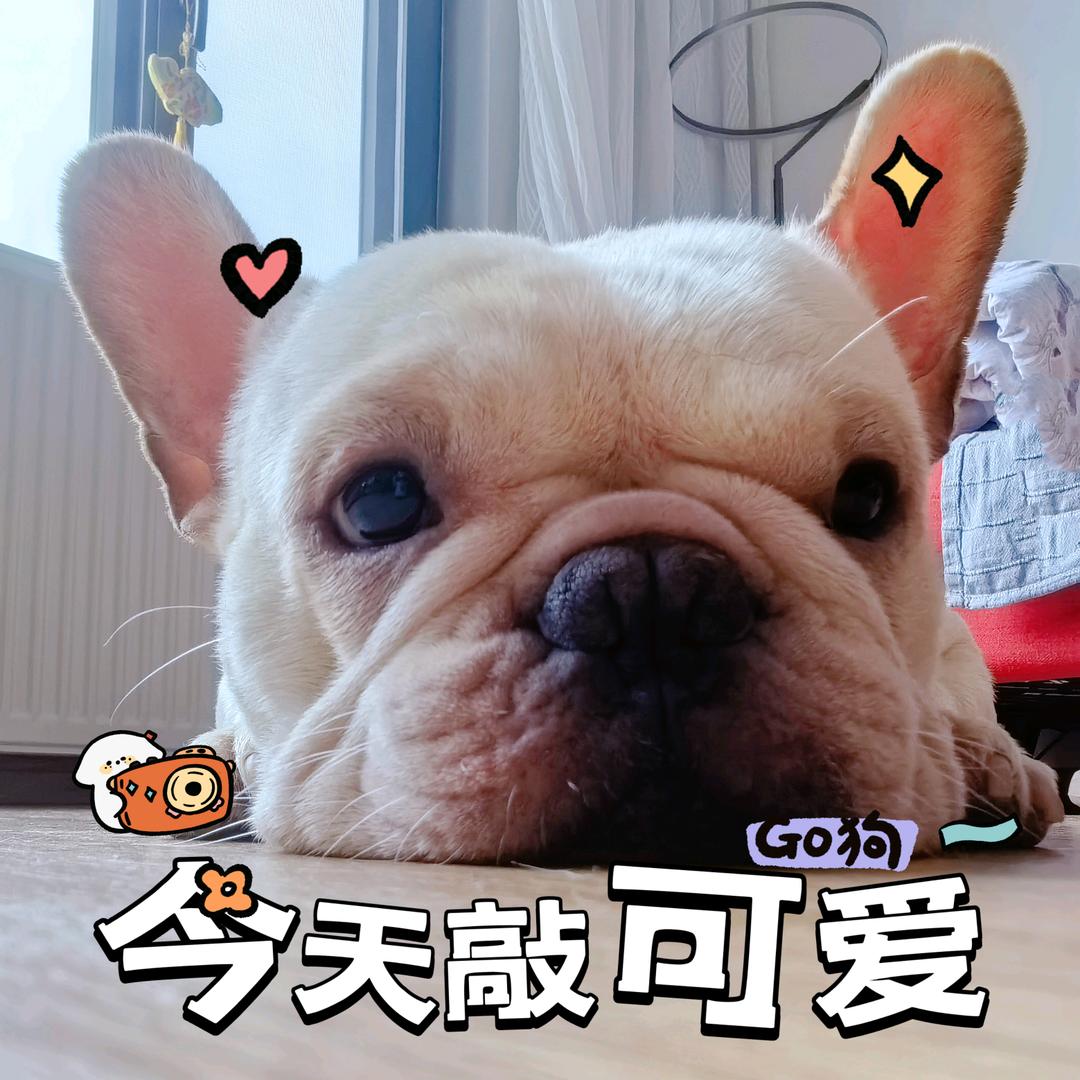 汤圆猪🐷