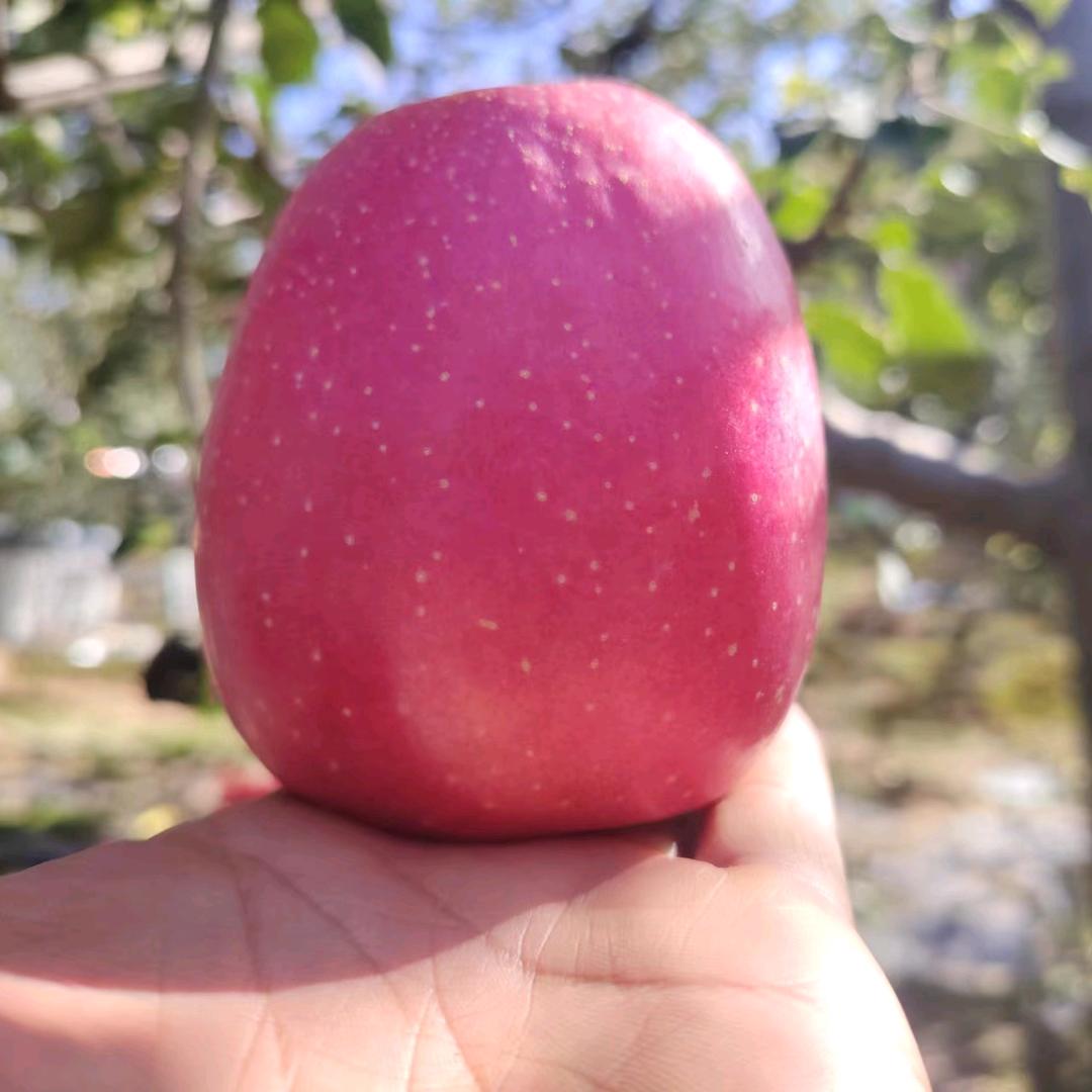 🍎静宁苹果代收🍎