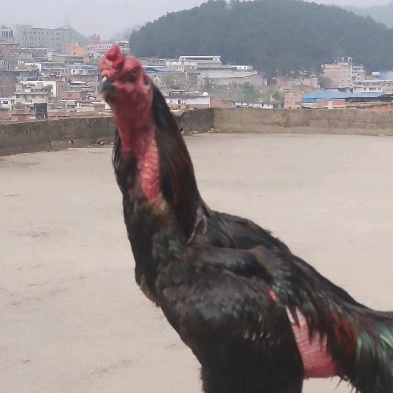 战神土鸡