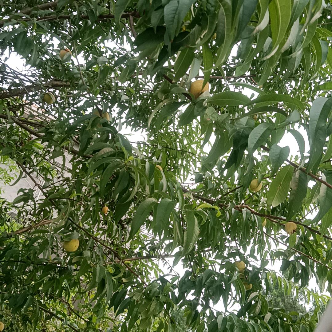 小陈师傅