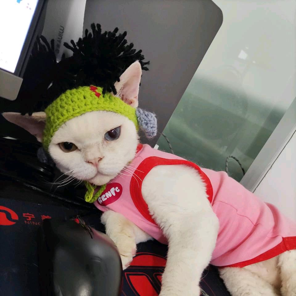 五只喵日记
