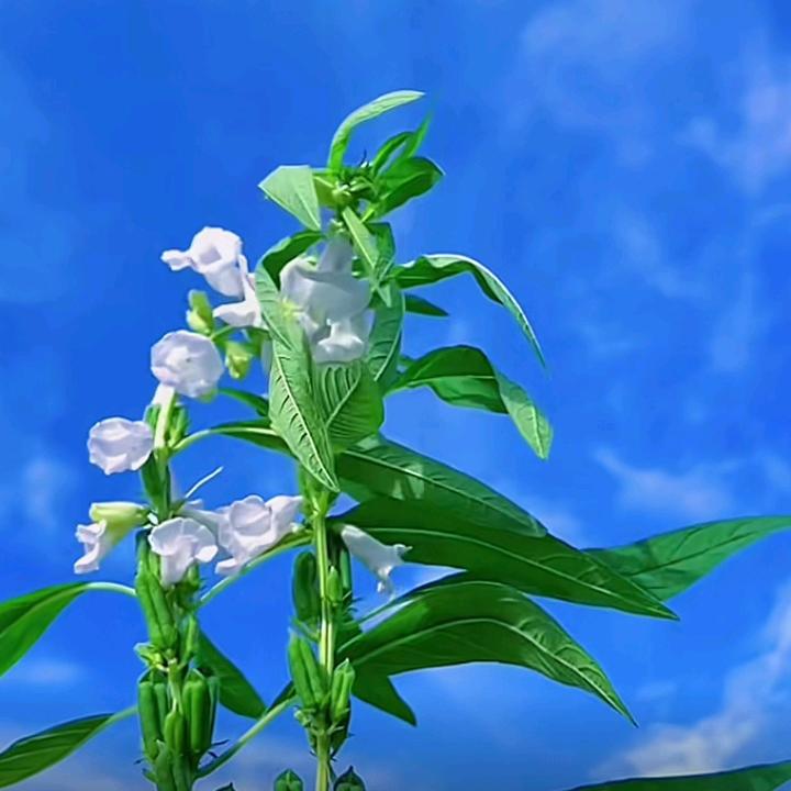 河南凯哥