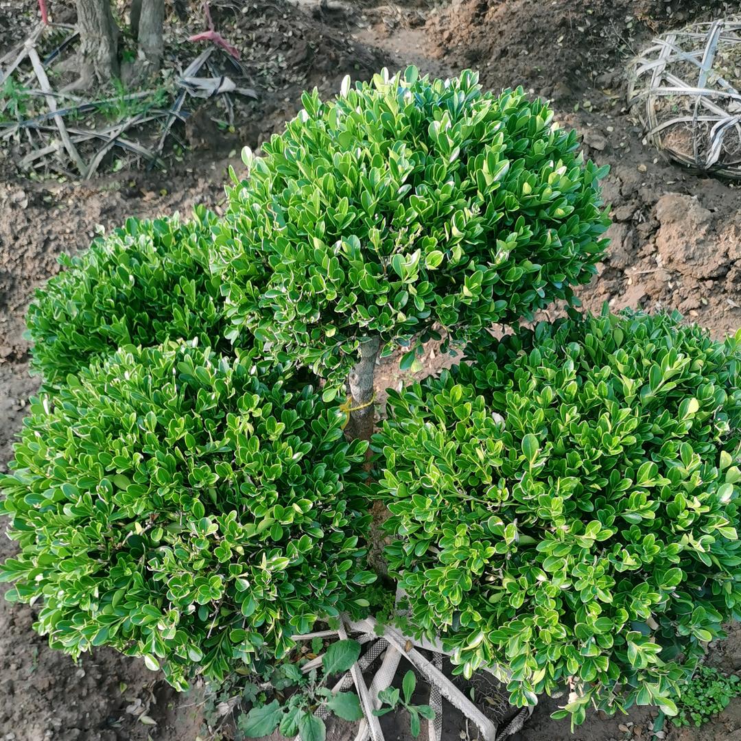 艳诚花木园艺店