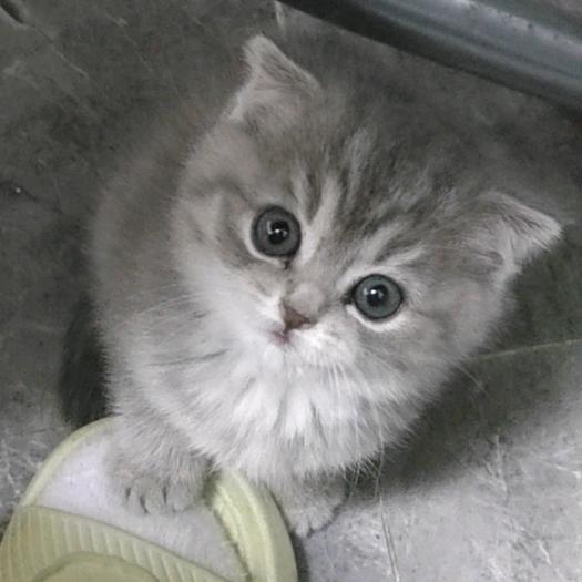 Ö耶