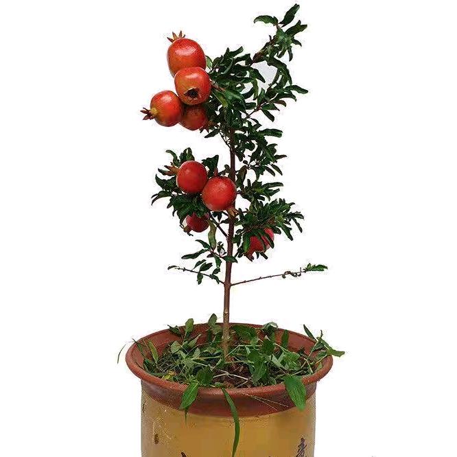 宿迁星火园林绿化有限公司企业店