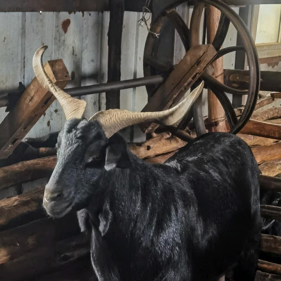 听心所愿（yan）