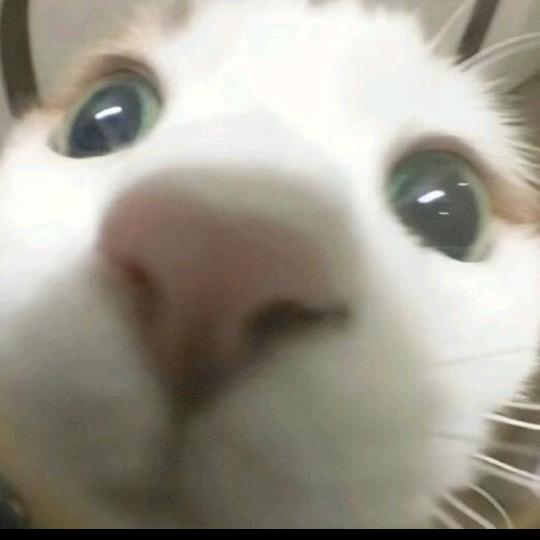 拉屎不爱擦屁股