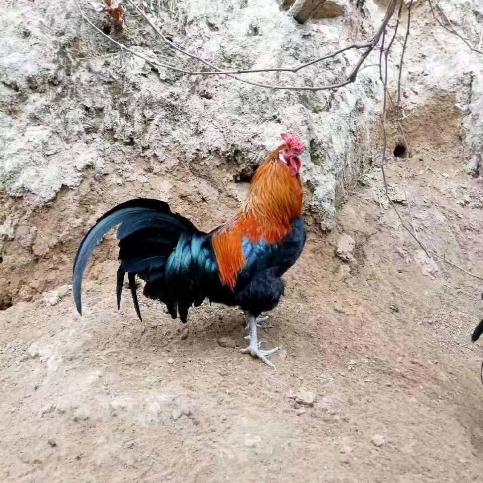 庄浪瑞祥福家庭养殖