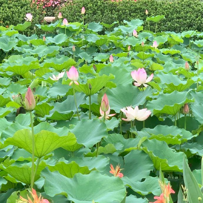 粉丝一千万