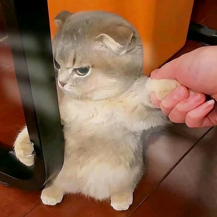 在阿伯丁跳高的北极熊