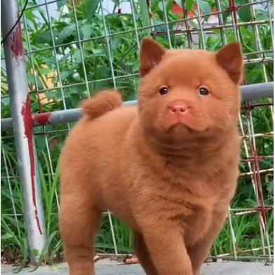 多格漫犬业