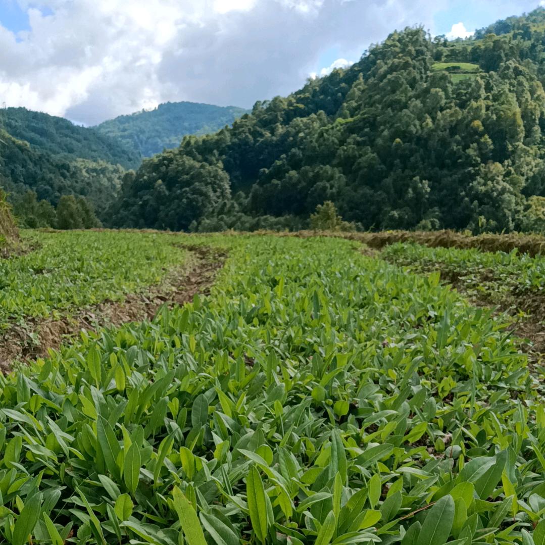🌿乡下人 ——— 小黄🌿