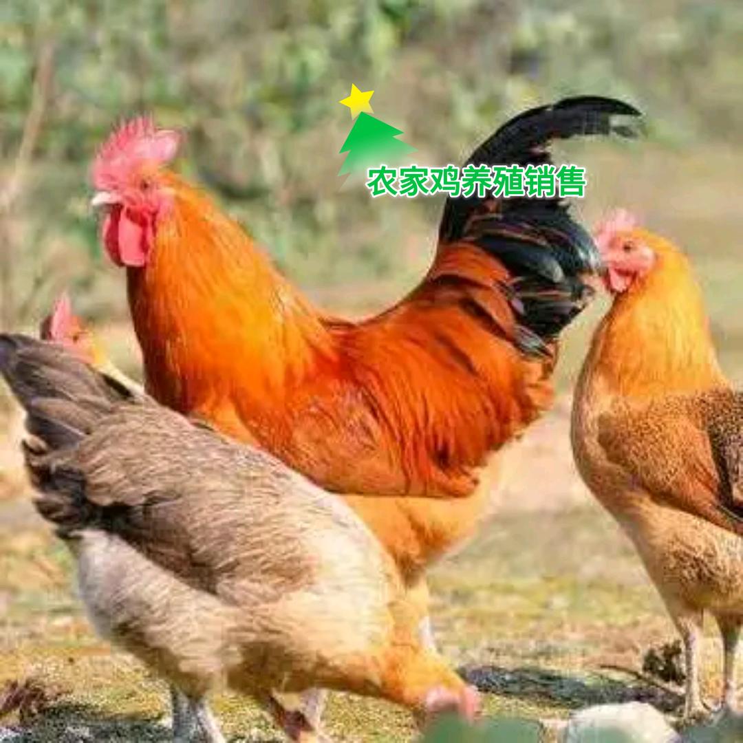 散养鸡