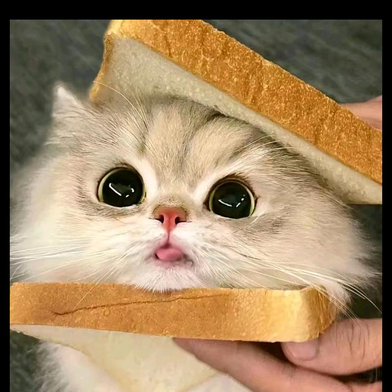 猫meme哈基米