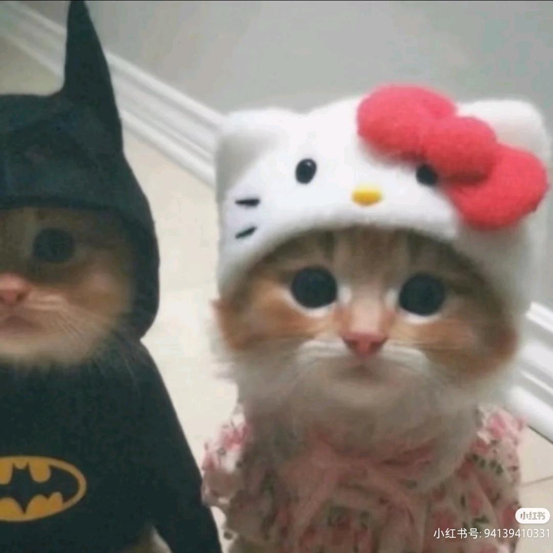 ⊙miao⊙