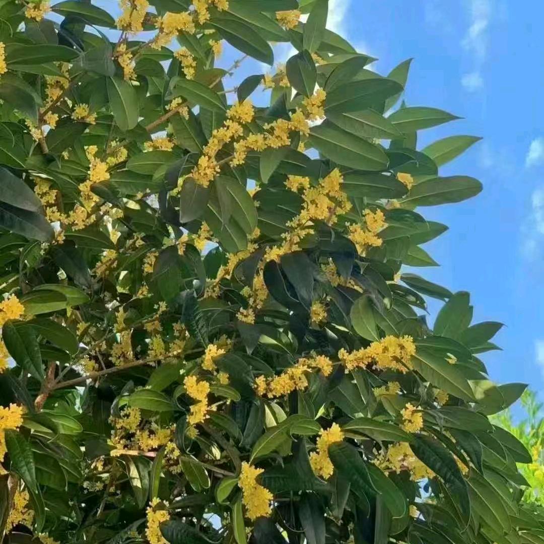 倔爷甄选