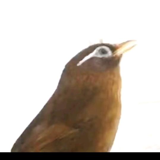 山歌王