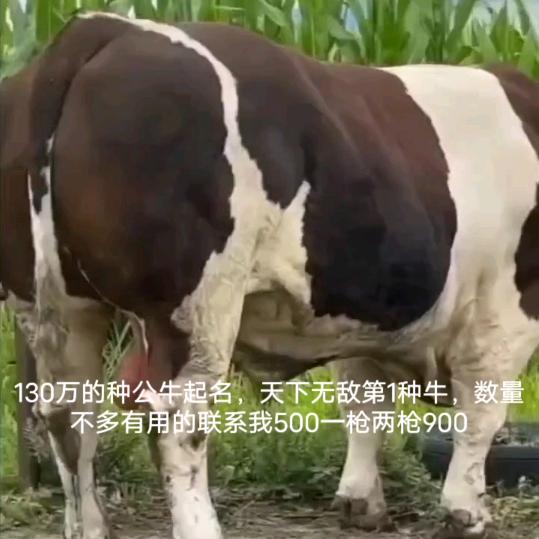 双哥养殖，黄牛改良