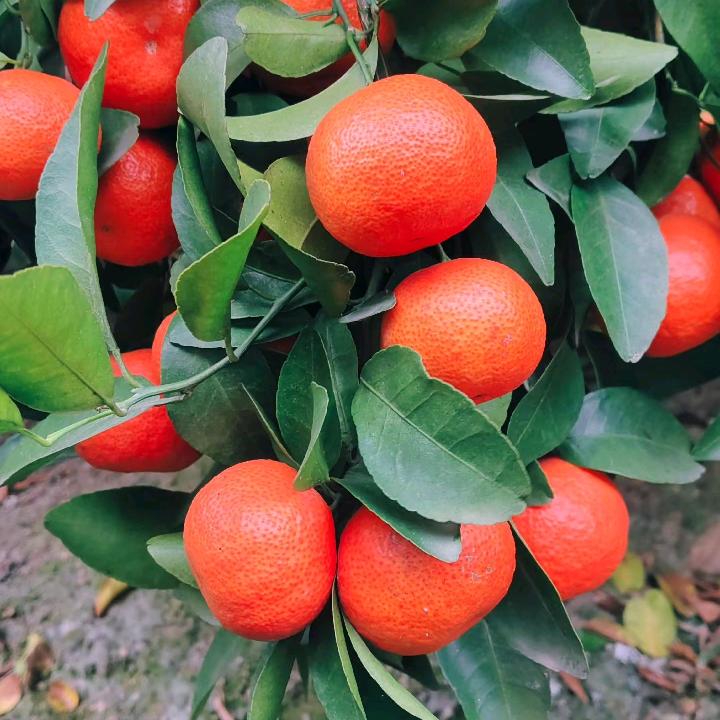 广西砂糖橘🍊