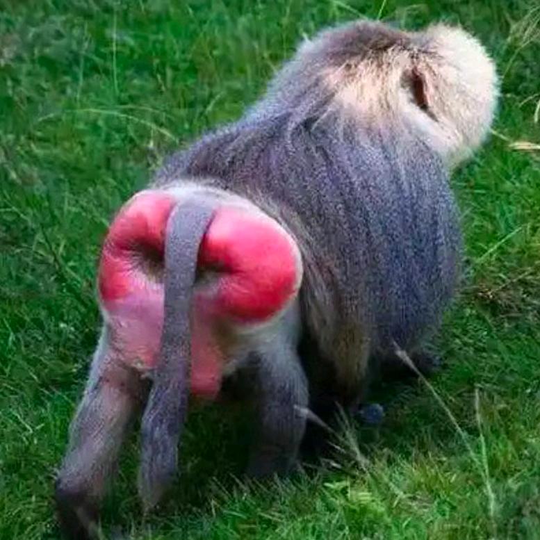 满山的猴子我腚最红