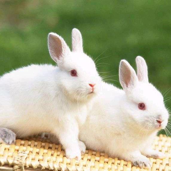 陕西岐山兔子养殖户