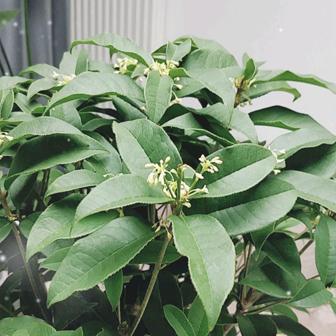 铄爸